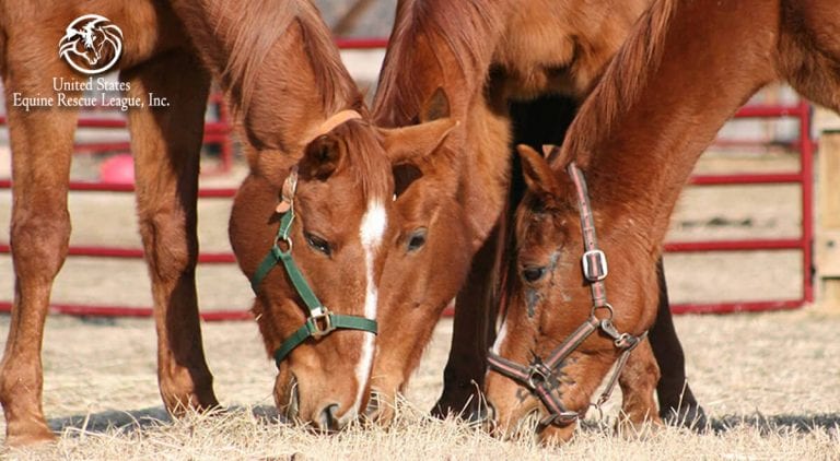 US Equine Rescue League RVA: Growing an Equine Non-Profit - Top Line