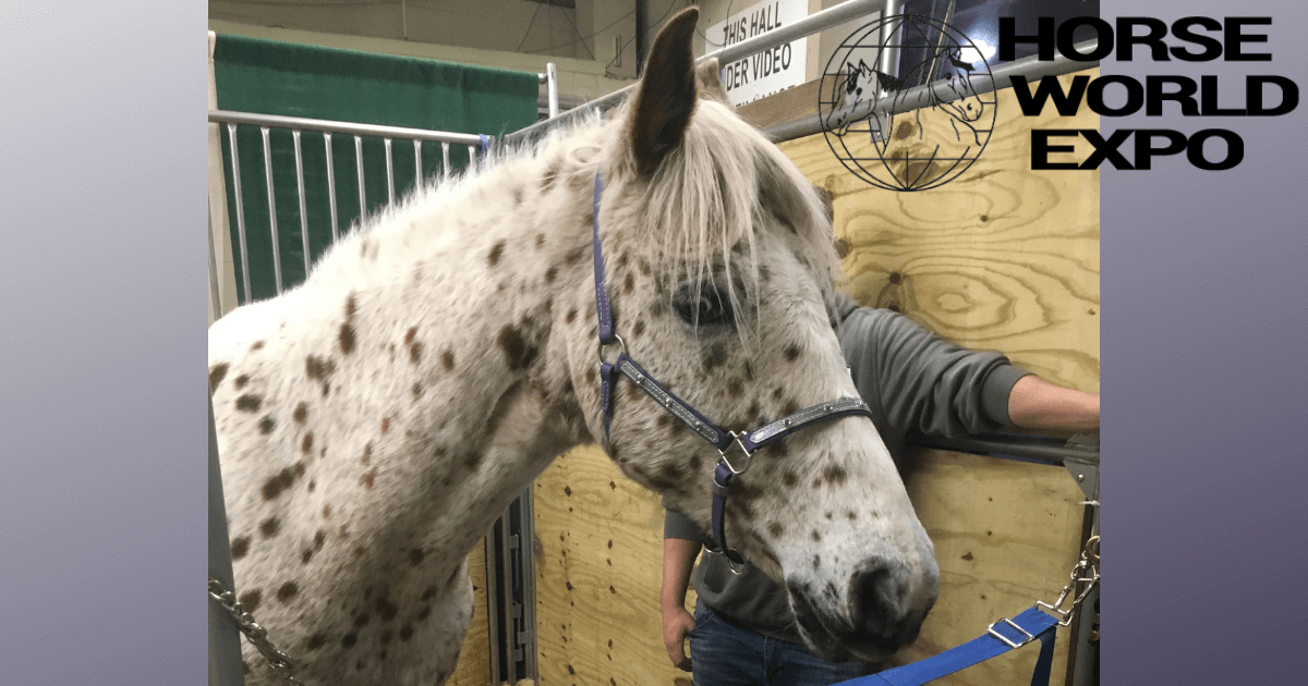 horse business expo