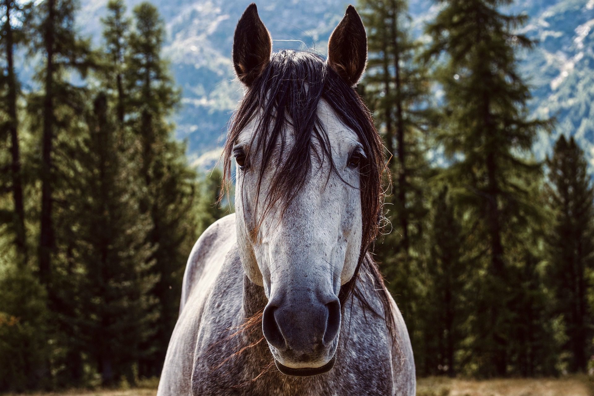 gray horse with trees and mountain inthe background